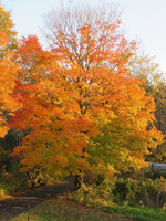 Acer saccharum Southern wings