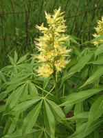 Aesculus glabra 'Arguta' 