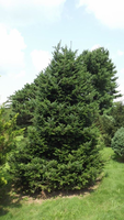 Abies nephrolepis