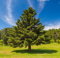 Abies borisii-regis