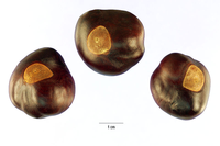 Aesculus glabra 'Arguta' 