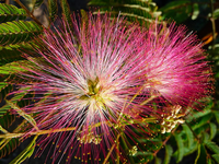 Albizia julibrissin 'E.H. Wilson' 